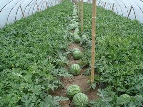 朝阳吃瓜群众一枚 吃瓜网官网免费观看 热门大瓜汇总,吃瓜网官网免费畅享热门大瓜汇总