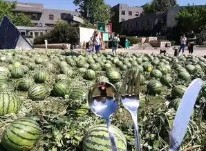 北京朝阳吃瓜,瓜界风云录，美食地图大揭秘